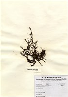 藏品(網胰藻)的圖片